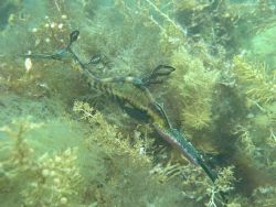Male Weedy Seadragon carrying eggs under its tail. Taken ... by Nick Morton 